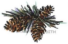 O-12 Pine Cone Cluster